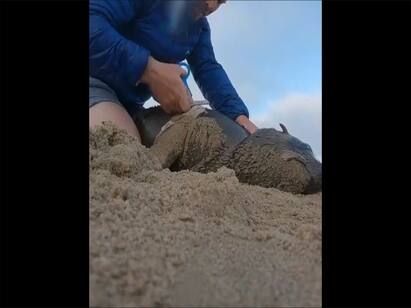 Watch Video: guy saved sea lion life in beach Watch Video: இப்படியே விட்டால் இறந்திருக்கும்.. கடல்சிங்கத்தை கரைக்கு இழுத்து வந்து காப்பாற்றிய இளைஞர்!