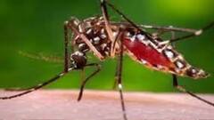 Dengue: পুরসভার তরফে এলাকা ঠিকমতো পরিষ্কার না হওয়ায় বাড়ছে ডেঙ্গির প্রকোপ । Bangla News