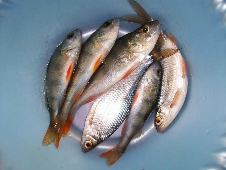 Health benefits of eating sea Fish Sea Food: సముద్రపు చేపలే ఆరోగ్యానికి మంచివంటున్న అధ్యయనాలు... తింటే  ఎన్ని లాభాలో