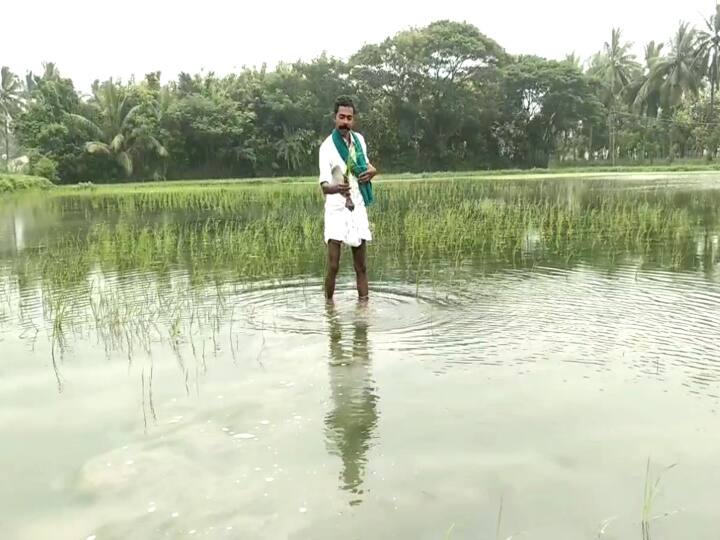 Damage to 20,000 acres of paddy fields in Mayiladuthurai தொடர் மழையால் மயிலாடுதுறையில் 20,000 ஏக்கர் நெற்பயிர்கள் சேதம்