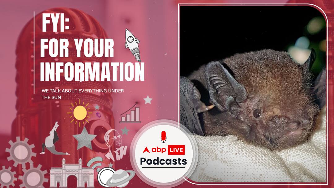 Peka Peka-to-roa bat became Bird of the Year, but why is Twitter ...