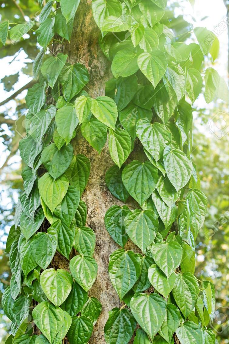 Selection Of Vegetation According To The Zodiac Removes The Inauspiciousness Of The Planet विपरीत ग्रहदशा के कुप्रभाव से बचाती है वनस्पति. राशि के अनुसार पेड़ों की सेवा करने से बनते हैं बिगड़े काम