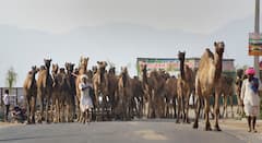 Pushkar Camel Fair: ভারতে শুরু বিশ্বের বৃহত্তম উট মেলা, কেন জনপ্রিয় এই উৎসব?