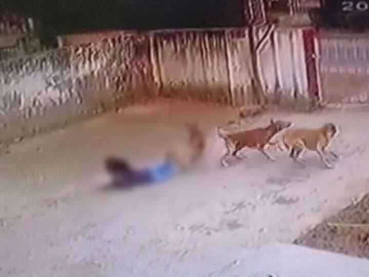 Viral Video girl being thrashed and attacked by stray dogs in Aligarh Municipal Commissioner reply ANN Aligarh News: अलीगढ़ में बच्ची पर कुत्ते के हमले का Video वायरल, नगर आयुक्त ने दिया हैरान करने वाला जवाब