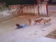 Aligarh News: अलीगढ़ में बच्ची पर कुत्ते के हमले का Video वायरल, नगर आयुक्त ने दिया हैरान करने वाला जवाब