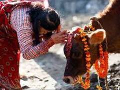 Gopashtami 2021: कब है गोपाष्टमी पर्व, जानें तिथि, शुभ मुहूर्त और महत्व के बारे में