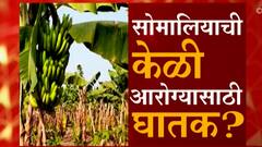 Somalia Banana Viral Video : सोमालियाची केळी आरोग्यासाठी घातक? सोशल मीडियावरचा व्हिडीओ खरा की खोटा?