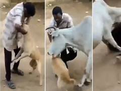Viral Video: गाय ने बचाई कुत्ते की जान, देखकर यकीन नहीं होगा लेकिन ये वीडियो वायरल है