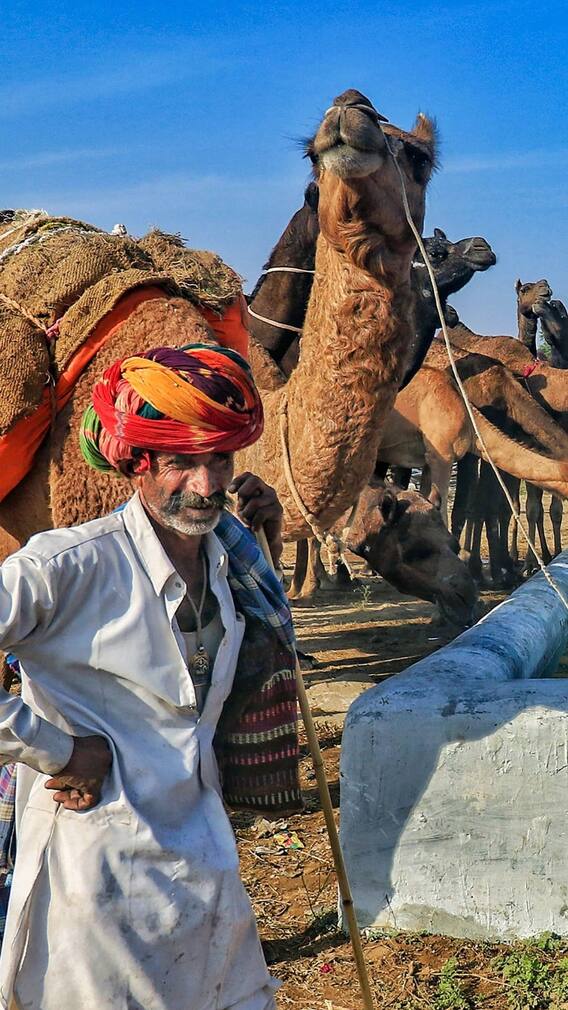 বিশ্বের বৃহত্তম উট মেলা হয় ভারতেই, কেন জনপ্রিয় জানেন?