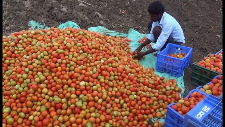 மழை காரணமாக கிலோ 50 ரூபாய்க்கு தக்காளி விற்பனை - மகிழ்ச்சியில் தருமபுரி விவசாயிகள்