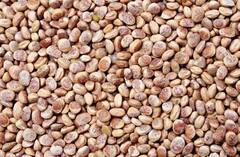 Health Care Tips: ਚਿਰੋਂਜੀ ਨੂੰ ਦੁੱਧ 'ਚ ਮਿਲਾ ਕੇ ਪੀਓ, ਮਿਲਣਗੇ ਸਿਹਤ ਲਈ ਹੈਰਾਨੀਜਨਕ ਲਾਭ