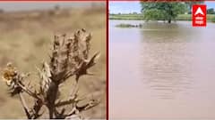 Marathwada Drought : हवामान बदलाचा परिणाम, मराठवाड्यावर भीषण दुष्काळाचं सावट ABP Majha