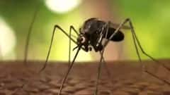 Dengue cases on a rise in Delhi | Full Report