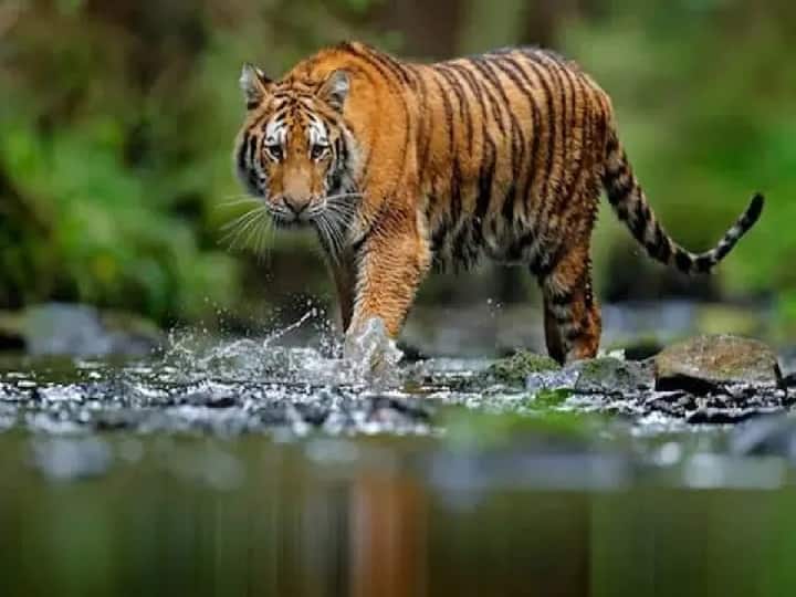 Tigers death did not stop in Bandhavgarh eleven died in eleven months ANN Jabalpur News: बांधवगढ़ में नहीं थम रहा बाघों की मौत का सिलसिला, चंद महीनों में गई 11 की जान