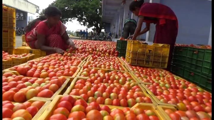 மழை காரணமாக கிலோ 50 ரூபாய்க்கு தக்காளி விற்பனை - மகிழ்ச்சியில் தருமபுரி விவசாயிகள்