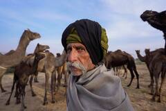 Pushkar Camel Fair: ভারতে শুরু বিশ্বের বৃহত্তম উট মেলা, কেন জনপ্রিয় এই উৎসব?