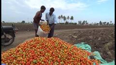 மழை காரணமாக கிலோ 50 ரூபாய்க்கு தக்காளி விற்பனை - மகிழ்ச்சியில் தருமபுரி விவசாயிகள்
