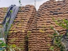 தொடர் மழை: அரசு கிடங்கில் இருந்த 50 ஆயிரம் நெல் மூட்டைகள் நாசம்!