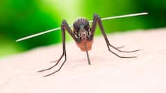 Zika Virus cases on a rise in Uttar Pradesh
