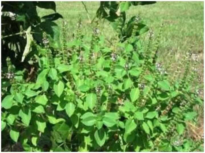 তুলসি  মুখের স্বাস্থ্যের জন্যও উপকারী। এটি  মুখ পরিষ্কার রাখতে সাহায্য করে। তুলসীতে ব্যাকটেরিয়ারোধী গুণ রয়েছে যা নিঃশ্বাসের দুর্গন্ধ, মাড়ির অন্যান্য রোগ নিরাময়ে সাহায্য করে।