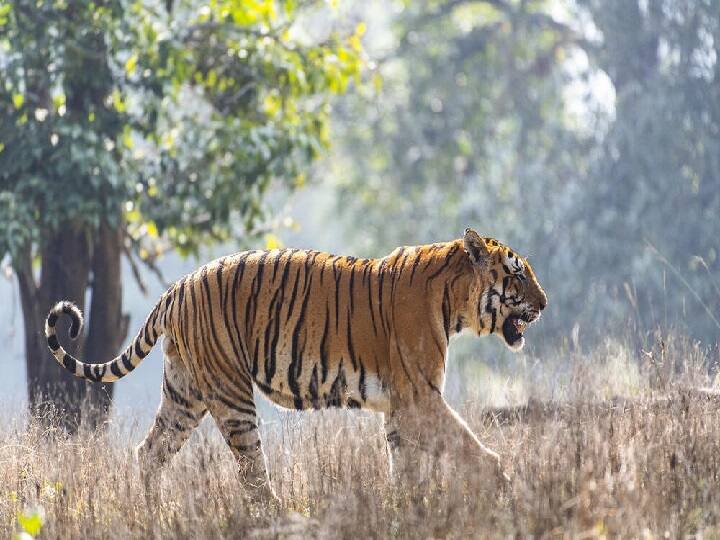 Palamu Tiger Reserve में नर बाघ की मौजूदगी के मिले साक्ष्य, वन कर्मियों की टीम रख रही है नजर 