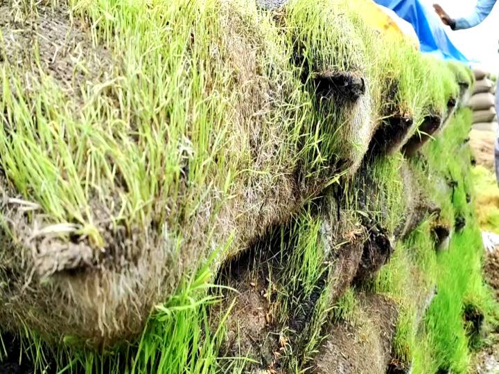 Rain soaked paddy bundles in Mayiladuthurai நெல் கொள்முதல் நிலையத்தில் 1000 நெல் மூட்டைகள் மழையில் நனைந்து நாசம்!
