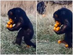 Viral Video: सोशल मीडिया पर वायरल हो रहा 'लालची चिम्पैंजी', लोगों को दे रहा है यह खास मैसेज