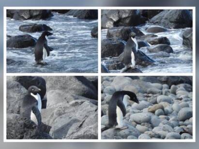 Antarctic penguin washes up in New Zealand, 3,000km from home See pics | ’3000 கிமீ பயணம்’ - நியூசிலாந்தில் கடற்கடையோரம் ஒதுங்கிய அண்டார்டிகாவின் அதிசய பெங்குயின்!  மேஜிக்கல் கதை..