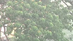Maharashtra Rain : राज्यात पुढील चार दिवस मुसळधार पावसाचा इशारा, विजांच्या कडकडाटासह पावसाचा अंदाज