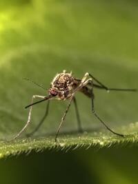 जीका वायरस के ये हैं लक्षण और बचाव