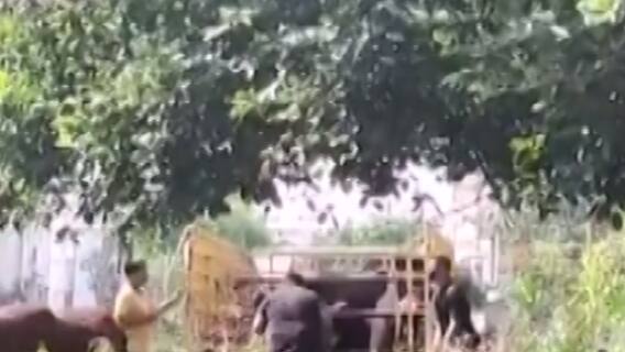 વડોદરા: રખડતા ઢોરોને મુક્ત કરવાની મીલીભગત આવી સામે, જુઓ ગુજરાતી ન્યૂઝ