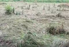 Huge Rains: వాయుగుండం ప్రభావంతో శ్రీకాకుళం జిల్లాలో భారీ వర్షాలు- పంటనష్టం