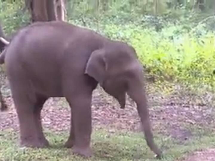 Karnataka Baby Elephant Named Puneeth Rajkumar Separated from Mother For Training Session Puneeth Rajkumar: బాధతో ప్రతిఘటించిన పునీత్ రాజ్‌కుమార్.. ఆ పిల్ల ఏనుగుకు, పునీత్‌కు లింకేంటో తెలుసా!