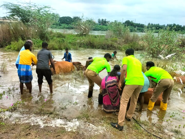 மயிலாடுதுறை: ஏபிபி நாடு செய்தி எதிரொலி: படகு மூலம் மீட்கப்பட்ட பசுமாடுகள்!