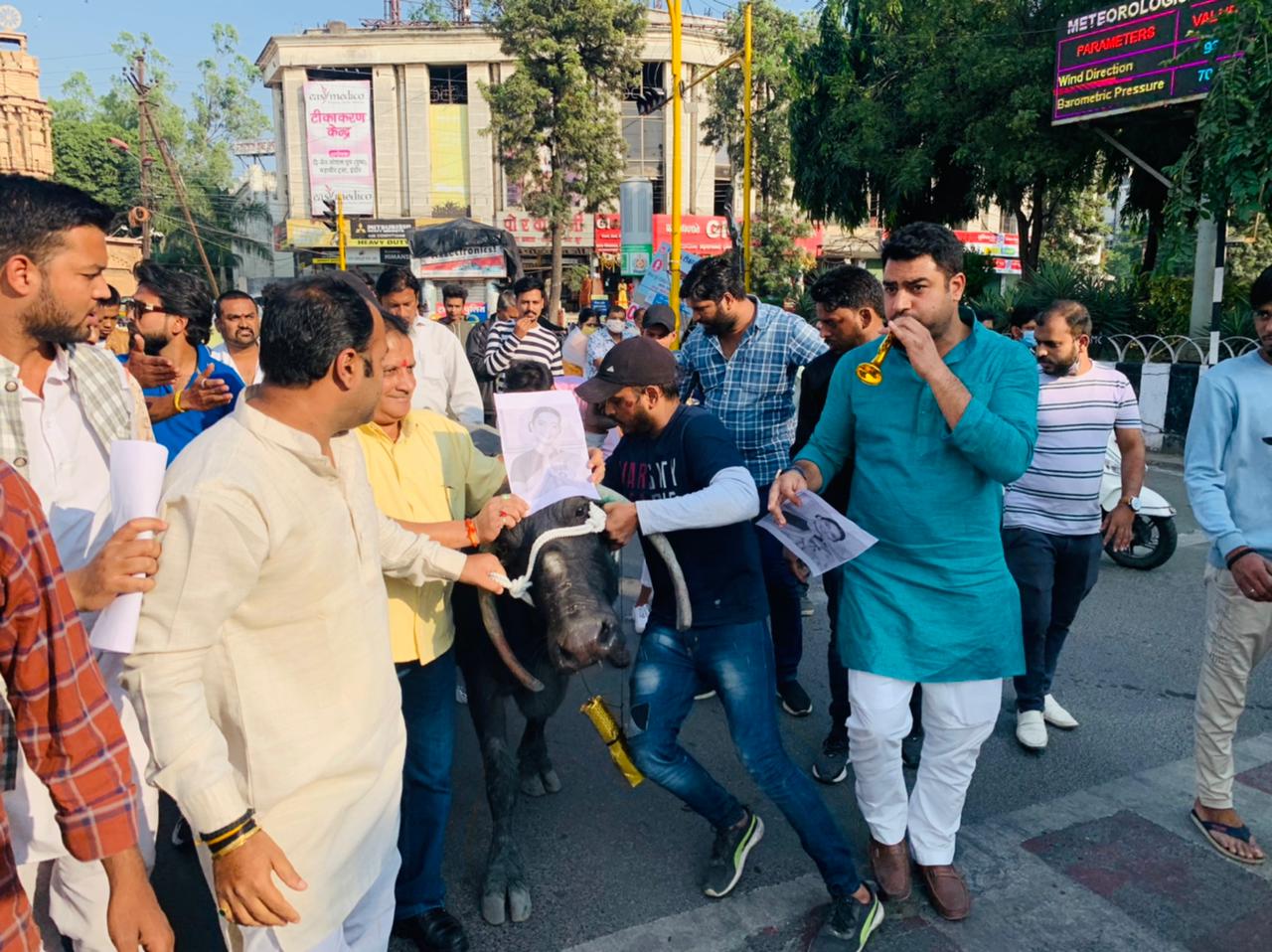 इंदौर: एक्ट्रेस Kangana Ranaut का जबरदस्त विरोध, यूथ कांग्रेस ने भैंस के आगे बजाई बीन, फांसी देने की हो रही मांग