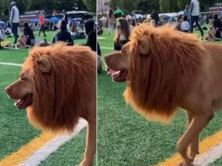 Dog in lion costume with fake mane leaves internet in splits, adorable video goes viral Watch video: நானும் சிங்கம்தான் பாஸு.. நம்ப மாட்டீங்களா..? வைரலாகும் லோ பட்ஜெட் சிங்கம்..