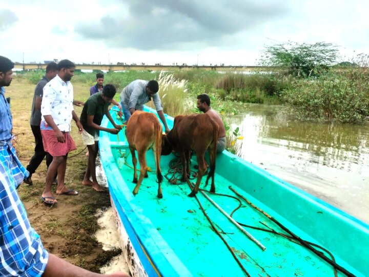 மயிலாடுதுறை: ஏபிபி நாடு செய்தி எதிரொலி: படகு மூலம் மீட்கப்பட்ட பசுமாடுகள்!