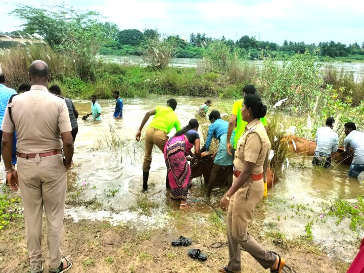 மயிலாடுதுறை: ஏபிபி நாடு செய்தி எதிரொலி: படகு மூலம் மீட்கப்பட்ட பசுமாடுகள்!