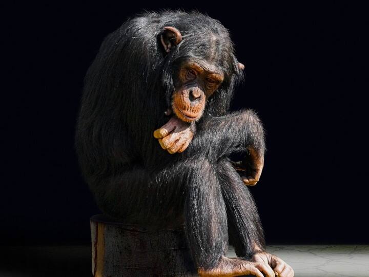 Humanzee: Russian Scientist Tried To Create A Human-Chimp Hybrid చింపాంజీలకు మనుషుల వీర్యం.. రష్యా శాస్త్రవేత్త ప్రయోగం ఫలించిందా? ‘హ్యూమాన్జీ’ ఏమైంది?