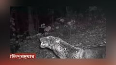 Alipurduar: বক্সার জঙ্গলে ব্ল্যাক প্যান্থার! বনদফতরের ক্যামেরায় ধরা পড়ল ছবি | Bangla News