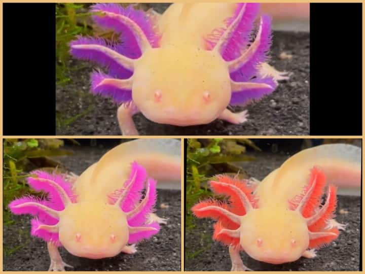 Have you seen a colour changing axolotl before? Watch Cheese in this viral video Watch Video: தன் காதுகளின் நிறத்தை மாற்றும் புழு... வைரல் வீடியோ!