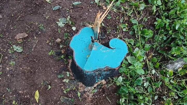 Dharmapuri: Two sandalwood trees were cut down and smuggled at the Armed Forces ground owned by the police காவல்துறையிடமே திருடிய பலே திருடர்கள் - ஆயுதப்படை மைதானத்தில் சந்தன மரங்கள் அபேஸ்