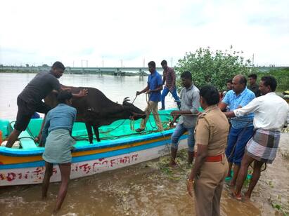 mayiladuthurai Cows rescued by APP news echo! மயிலாடுதுறை: ஏபிபி நாடு செய்தி எதிரொலி: படகு மூலம் மீட்கப்பட்ட பசுமாடுகள்!