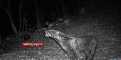 Black Panther: বক্সা ব্যাঘ্র প্রকল্পে ফের দেখা মিলল ব্ল্যাক প্যান্থারের