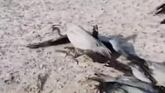 Jodhpur में फैला Bird Flu, Bird Flu के रोकथाम में जुटी टीमें