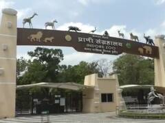 Indore News: इंदौर के चिड़ियाघर में चलेंगी 2 और गोल्फ कारें, प्रशासन ने कांट्रेक्टर को भेजा प्रस्ताव