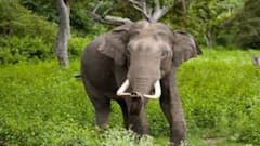 Jalpaiguri: দুই দাঁতালের দৌড়াত্ম্য জলপাইগুড়ি শহরে, নামল র‍্যাফ | Bangla News