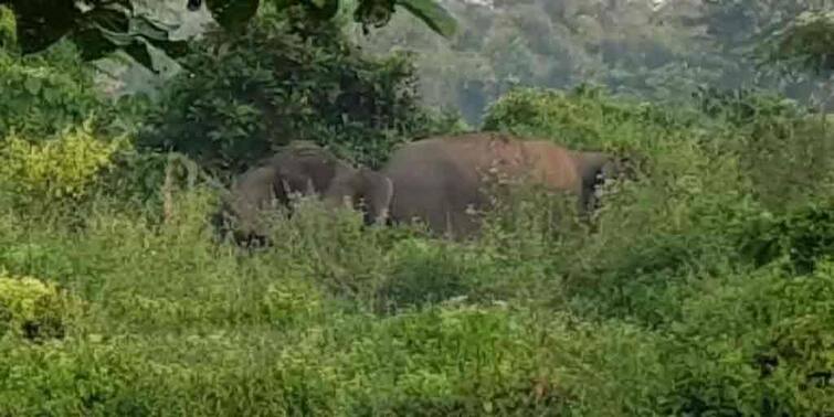 Jalpaiguri Elephant Attack update, The wall of Jalpaiguri Hospital was smashed by elephants, huge police force and RAF surrounded the city to prevent the attack. Jalpaiguri Elephant Attack: জলপাইগুড়ি হাসপাতালের পাঁচিল ভেঙে হাতির হানা, আক্রমণ প্রতিরোধে শহর ঘিরে বিশাল পুলিশ বাহিনী ও র‍্যাফ