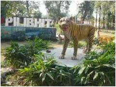 UP News: पीलीभीत टाइगर रिजर्व में कल से पर्यटन सत्र की शुरुआत, जानिए- इस बार क्या रहेगा खास