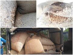 बस्तर में गर्भवती महिलाओं और बच्चों के स्वास्थ्य से खिलवाड़, कीड़े लगे गेहूं से तैयार किया जा रहा खाद्य पदार्थ